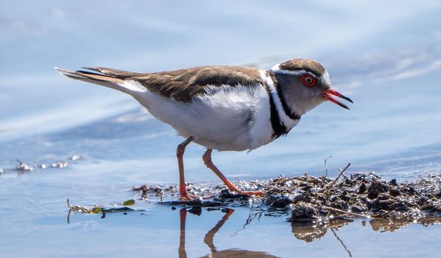 Türkiye'de ilk kez 'takkeli cılıbıt' kuşu, Gaziantep'te görüldü