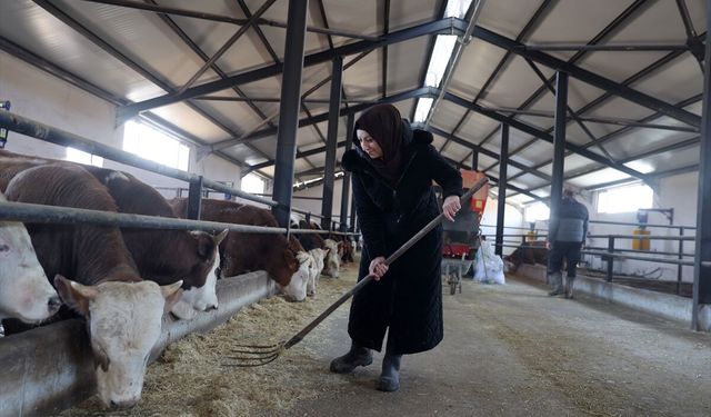 ÜRETİMLE GÜÇLENEN KADINLAR - Bankacılığı bırakıp devlet desteğiyle baba mesleği hayvancılığa başladı