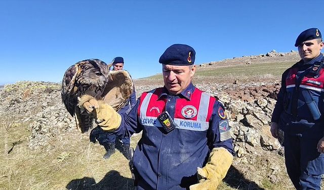 Yozgat'ta yaralı bulunan puhu tedaviye alındı
