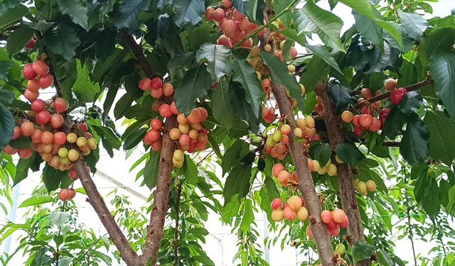 Afyonkarahisar'da jeotermal serada kiraz hasadı yapıldı