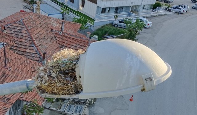 Amasya'da kuş yuvası bozulmasın diye sokak lambası değiştirilmedi