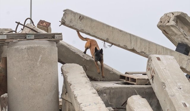 Barınaktan sahiplenilen 'Momo' afetlerde can kurtaracak