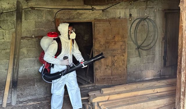 Bartın'da kahverengi kokarcayla mücadelede 16 bin metruk yapı ilaçlandı