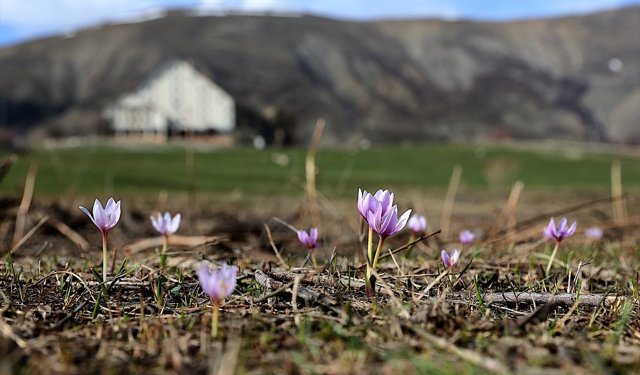 Bayburt'ta 'baharın habercisi' çiğdemler doğaya renk kattı