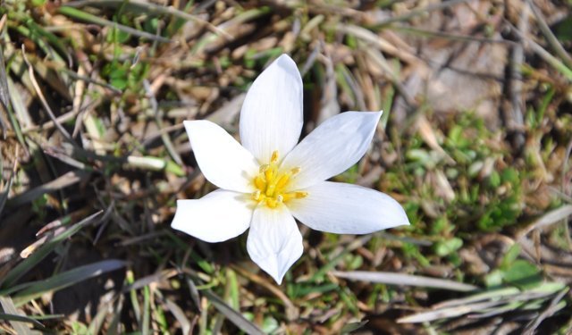 Bitlis'te 'baharın habercisi' çiğdemler arazileri renklendirdi