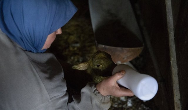 Bolu'da dördüz yavrulayan koyun yetiştiricisini sevindirdi