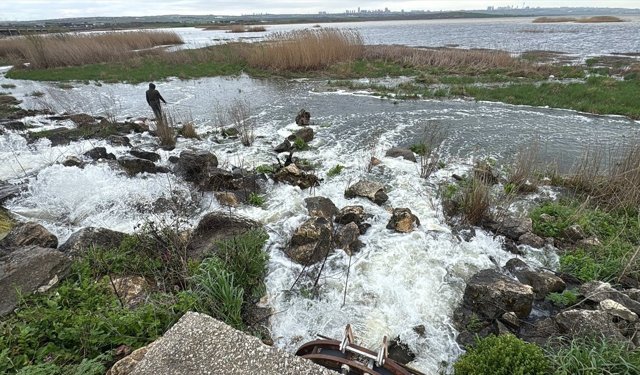Büyükçekmece Gölü'nde su seviyesinin ani yükselip çekilmesi balık ölümlerine neden oldu