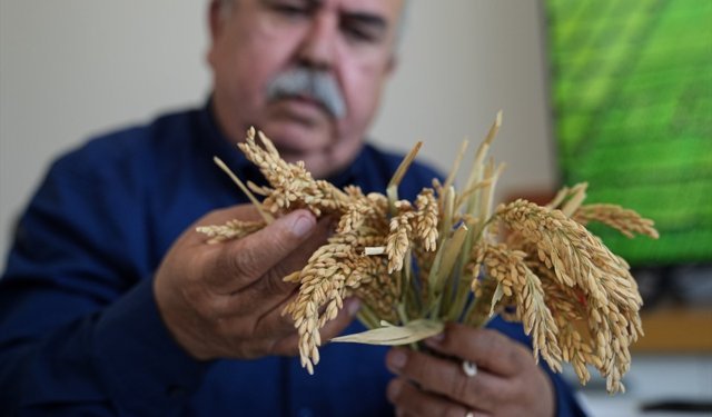 'Çeltiğin babası' kuraklığa ve hastalıklara dayanıklı 3 çeşit daha geliştirdi