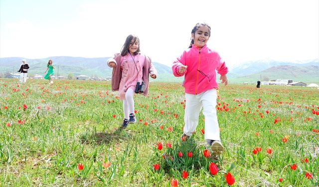 Çiçek açan Muş laleleri, Muş Ovası'nı kırmızıya bürüdü