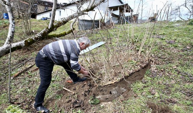 Giresun'da köy kooperatifinde sertifikalı 3 bin fındık fidanı üretildi