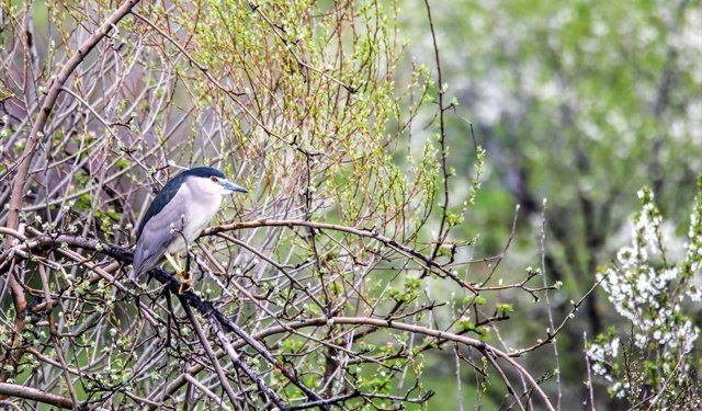 Göçmen kuşlar Van'daki sulak alanlara gelmeye başladı