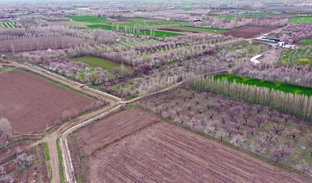 Iğdır'daki kayısı ağaçları çiçek açtı