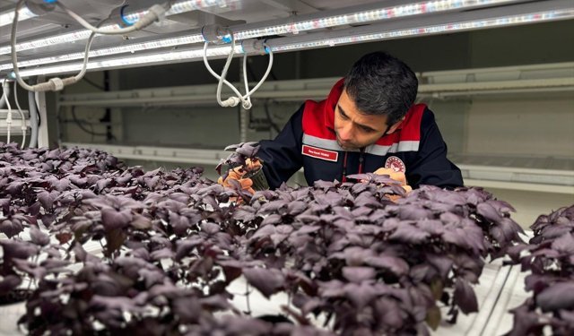 İstanbul Kapalı Dikey Tarım Uygulama Merkezi, megakentliler için çilek üretimine hazırlanıyor
