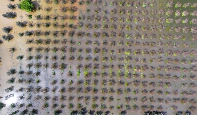 İzmir'de sağanak nedeniyle bazı tarım arazileri ve meyve bahçeleri su altında kaldı