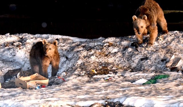 Kars'ta bozayılar kış uykusundan uyanmaya başladı