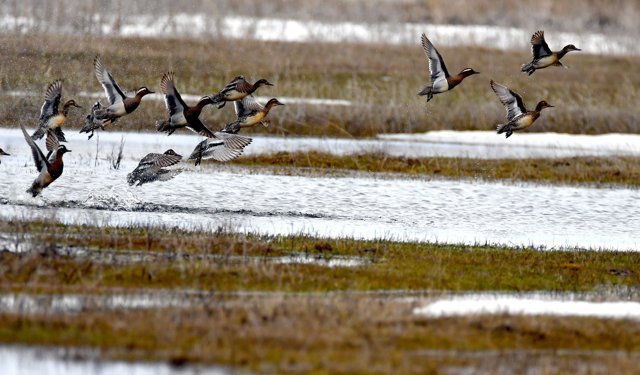 Kars'ta sulak alanlar göçmen kuşlarla şenlendi