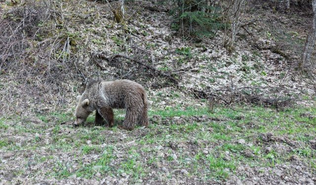 Kastamonu'da ormanlık alanda beslenen ayılar görüntülendi