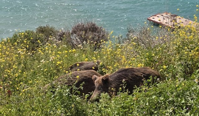 Kuşadası'nda yaban domuzları ilçe merkezine indi