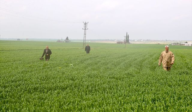 Mardin'de kaybolan 80 yaşındaki kadının bulunması için arama çalışmaları sürüyor