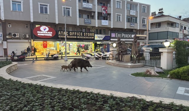 Marmaris'te yaban domuzları yerleşim alanına indi