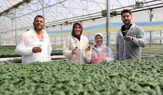 Marul ekerek başladığı tarım sektöründe 40 kadına istihdam sağlıyor