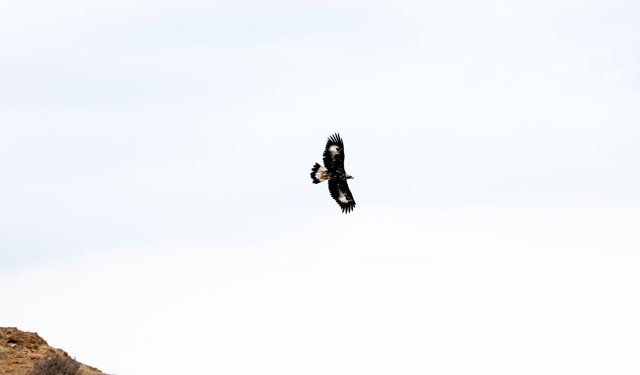 Saatte 320 kilometre hızla uçabilen kaya kartalı Iğdır'da görüntülendi