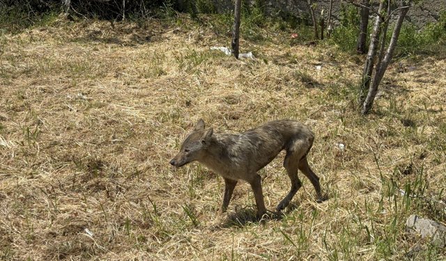 Sakarya'da aç kalan kurt ilçe merkezine indi