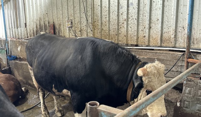 Sakarya'da birer tonluk iki tosun, 380 ile 410 bin liradan alıcı buldu