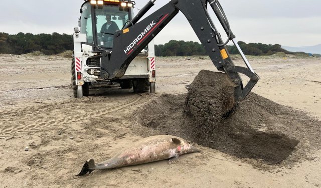 Samsun'da ölü yunus sahile vurdu