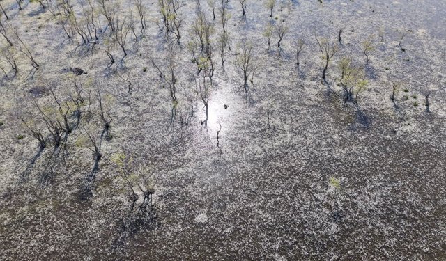 Samsun'da su papatyaları baharın güzelliklerini yansıtıyor