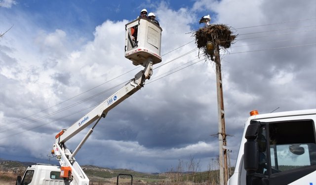 Sinop'ta leyleklerin güvenliği için elektrik direklerine yapay platformlar konuldu