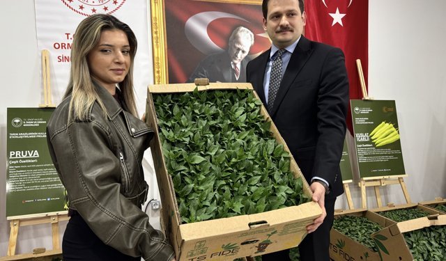 Sinop'ta üreticilere 135 bin sebze fidesi dağıtıldı