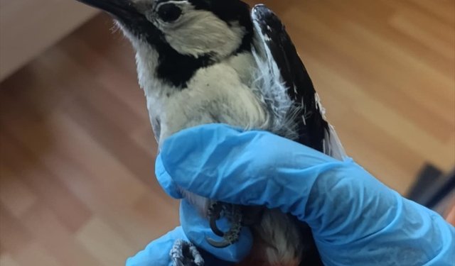 Sivas'ta bitkin bulunan ağaçkakan tedavisinin ardından doğaya salındı