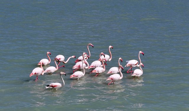 Son yağışlarla su tutan Seyfe Gölü'nde kuşlar yeniden konaklamaya başladı