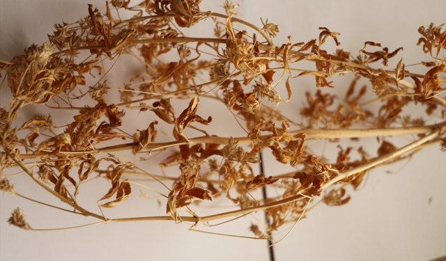 Tekirdağ'da 21 yıllık çalışmayla geliştirilen çemen otu çeşidi 'Ateş Mavisi' tescillendi