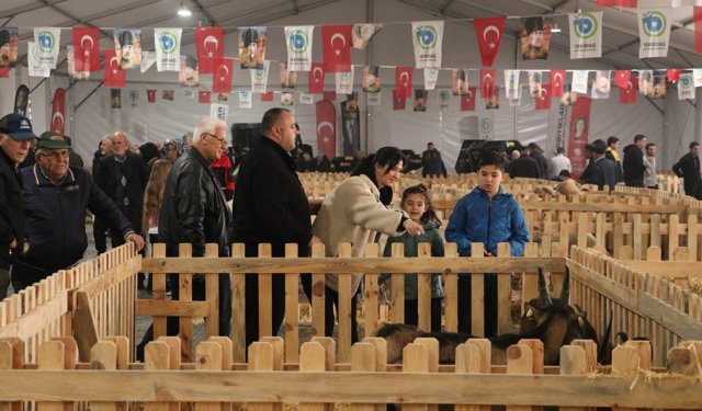 Tekirdağ'da 'Küçükbaş Hayvancılık Festivali' yoğun katılımla devam ediyor