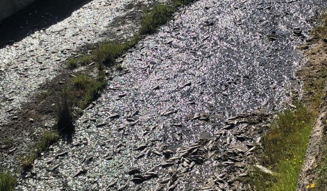 Tekirdağ'da Ulaş Gölü'ndeki toplu balık ölümleriyle ilgili inceleme başlatıldı