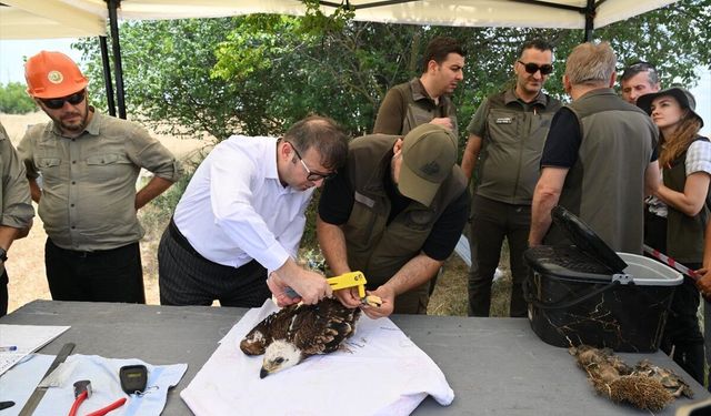 Trakya'da 500 leylek ve 100 şah kartalı halkalanacak