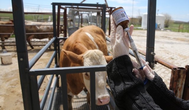 Van'da hayvanların sağlığı kadın veterinerlere emanet