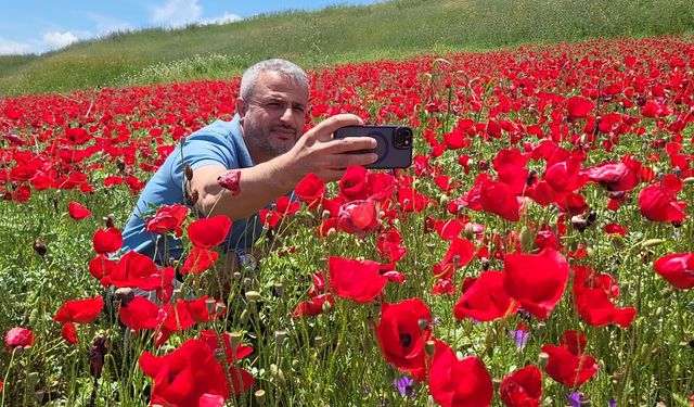 Adıyaman'da gelinciklerin kapladığı nohut tarlaları kırmızıya büründü