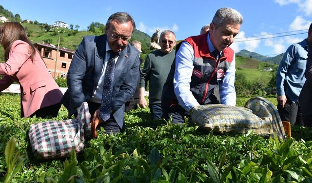 Artvin'de geleneksel çay hasadı etkinliği düzenlendi