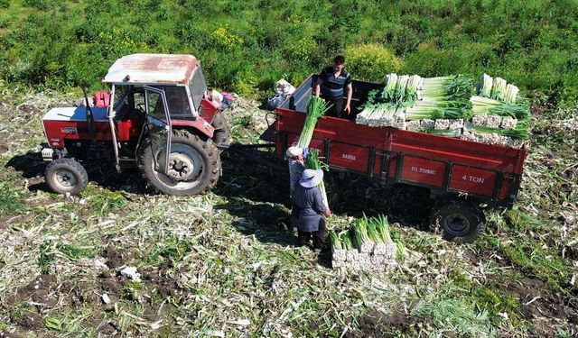Bafra Ovası'nda pırasa hasadında sona gelindi