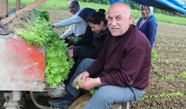 Bafra Ovası'nda tütün dikimi başladı