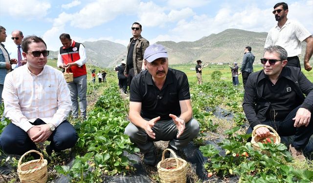 Batman'da tescilli Sason çileğinin hasadına başlandı