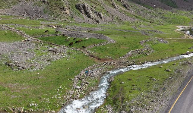 Beyazsu Yaylası'nda otlayan yılkı atları dronla görüntülendi