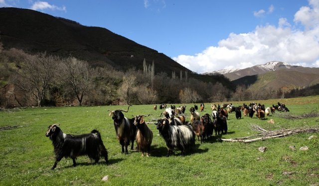Bitlis'in dağlarında kış, meralarında bahar yaşanıyor