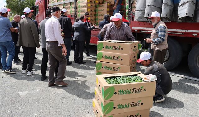 Erzincan'da üreticilere yüzde 50 hibeyle 779 bin 520 sebze fidesi dağıtıldı