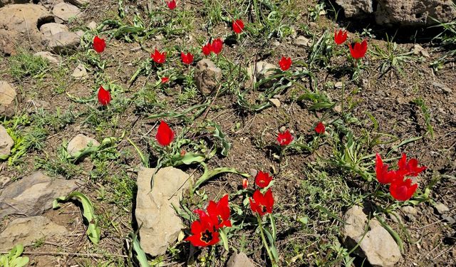 Erzurum'daki Deveboynu Savaşı'nın gerçekleştiği alan lalelerle kırmızıya büründü