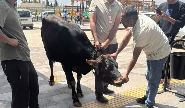 Gaziantep'te kaçan kurbanlık dana hastane bahçesinde yakalandı