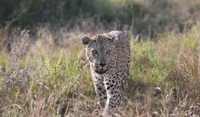Güney Afrika'daki Kruger Ulusal Parkı'nın kuruluşunun 100. yılı kutlanıyor